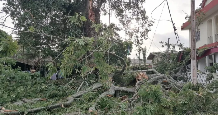 cote-divoire-drame-a-grand-bassam-une-branche-dun-arbre-centenaire-tue-2-personnes-devant-la-mairie